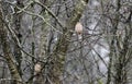 Mourning Doves perched in rain, Athens, Georgia, USA Royalty Free Stock Photo